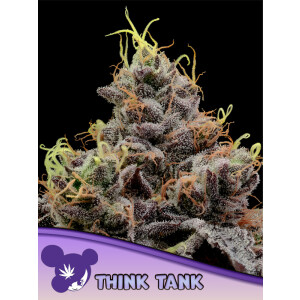 Think Tank - Anesia Feminisiert 3er Pack