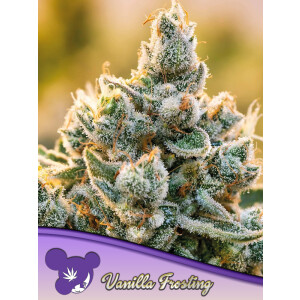 Vanilla Frosting - Anesia Feminisiert 3er Pack