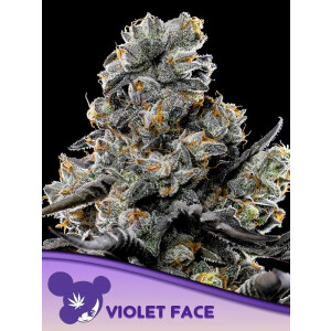 Violet Face - Anesia Feminisiert 3er Pack