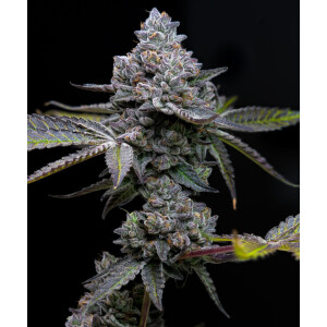 Barneys Farm Apple Fritter Fem 3St.