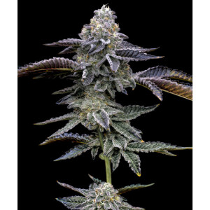 Barneys Farm Blue Dream Fem 3St