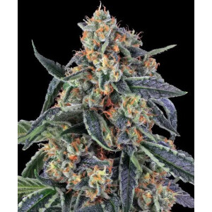 Barneys Farm Cookies Kush Fem 3St.