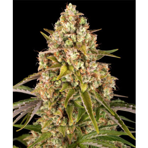 Barneys Farm Critical Kush Auto Fem 3St.