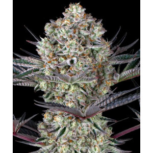 Barneys Farm DOS SI DOS 33 Fem 3St.