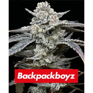 Barneys Farm Lemon Cherry Gelato Fem 3St.