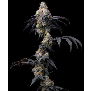 Barneys Farm Rainbow Sherbet Fem 3St.