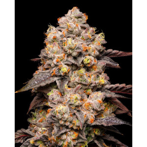 Cookies Seeds Dried Fruit Fem 3St.