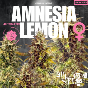 Criminal Seeds Amnesia Lemon Auto Fem 3St.