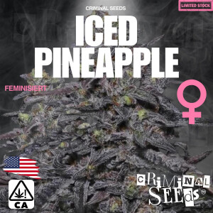 Criminal Seeds Iced Pineapple x Cali Fem 3St.