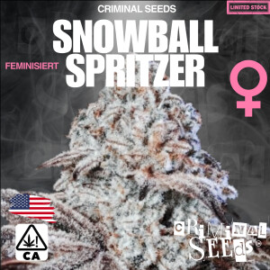 Criminal Seeds Snowball Spritzer Fem 3St.