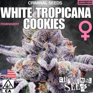 Criminal Seeds White Tropicana Cookies Fem 3St.