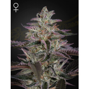 Green House Seed Co. Banana Krumble Fem. 3St.