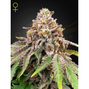 Green House Seed Co. Blue Haze x Gelato 41 Auto Fem 3St.