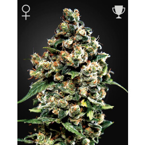 Green House Seed Co. Jack Herer Fem. 3St.