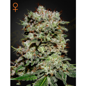 Green House Seed Co. Kalashnikova Fem. 3St.