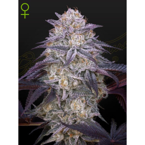 Green House Seed Co. Kings Juice Auto Fem 3St.