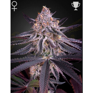 Green House Seed Co. Kings Juice Fem 3St.