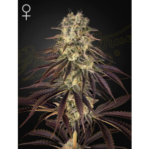 Green House Seed Co. Kongs Krush Fem 3St.