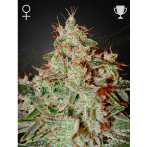 Green House Seed Co. Lemon Skunk Fem. 3St.