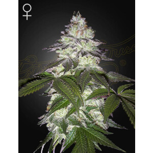 Green House Seed Co. Milky Dreams Fem 3St.