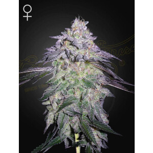 Green House Seed Co. Nori Cake Fem 3St.