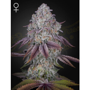 Green House Seed Co. Persian Pie Fem. 3St.