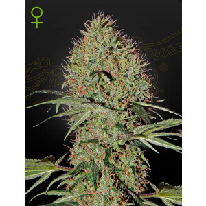 Green House Seed Co. Super Bud Auto Fem. 3St.