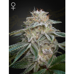 Green House Seed Co. Super Lemon Haze x GMO Fem. 3St.