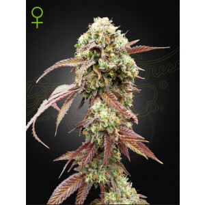 Green House Seed Co. West Coast OG x Gelato Auto 41 Fem 3St.
