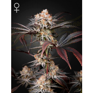 Green House Seed Co. Wonder Pie Fem 3St.