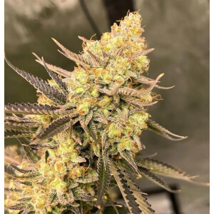 Growers Choice Cherry Zoap Auto Fem 3St.