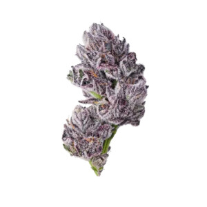 Growers Choice Iced Sangria Triploid Fem 3St.