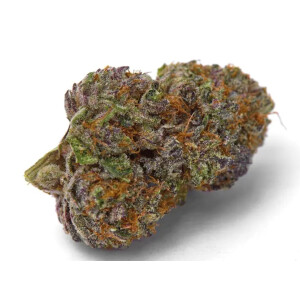 Growers Choice Purple Dosi Punch Fem 3St.