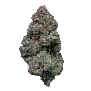 Growers Choice RS 11 Fem 3St.