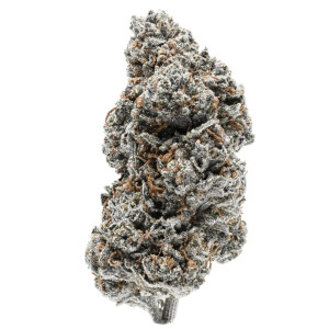 Growers Choice Tangerine Sherbet Fem 3St.