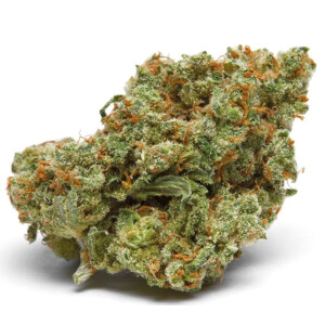 Growers Choice The Real Amnesia Fem 10St.