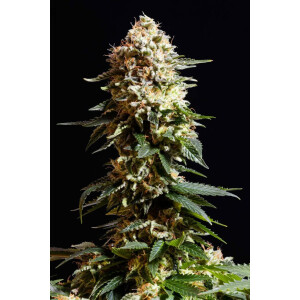 Kannabia La Reina De Africa aka Kabo Fem. 3St.