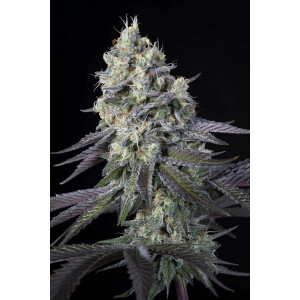 Paradise Seeds Purple Mints Fem 3St.