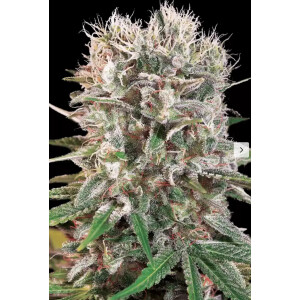 Paradise Seeds Wappa Fem 3St.