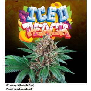 Perfect Tree Iced Peach x6 Fem 6St.