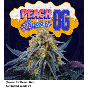 Perfect Tree Peach Sherbert OG Fem 6St.