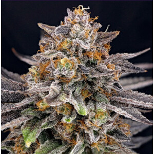 Ripper Seeds Candygaz Fem 3St.