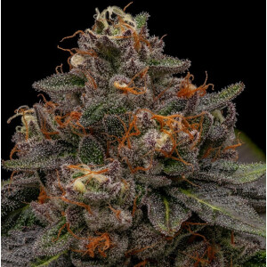 Ripper Seeds KMINTZ Fem 3St.