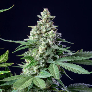 Royal Queen Seeds Easy Bud Auto Fem. 3St.
