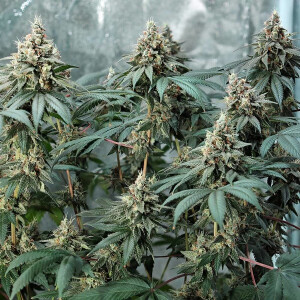 Royal Queen Seeds Fat Banana USA Premium Fem. 3St.