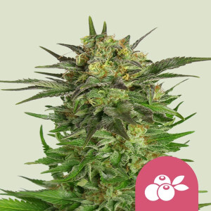 Royal Queen Seeds Haze Berry Fem. 3St.