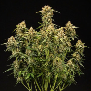 Royal Queen Seeds Medusa F1 Auto Fem. 3St.