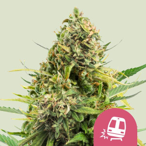 Royal Queen Seeds Trainwreck Fem. 3St.