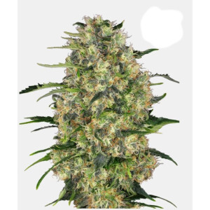 Sensi Seeds Black Domina Fem. 3St.