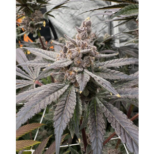 Solfire Gardens Gasserole Fem 6St.